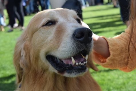 Therapy dogs brought to the Great Lawn by International Thespian Society