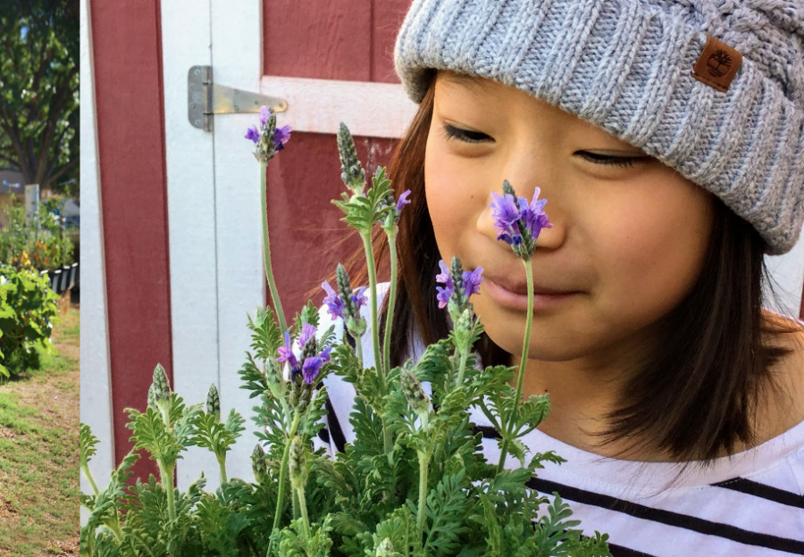 Red+Oak+Elementary+School+student+Nikki+Cheng+in+the+school+garden+with+planted+lavender.+Oak+Park+K-5+programs+involve+students+in+sustainable+practices+such+as+organic+gardenting