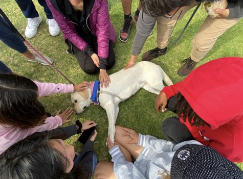 Therapy Dogs