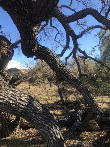 Wishtree knocked down