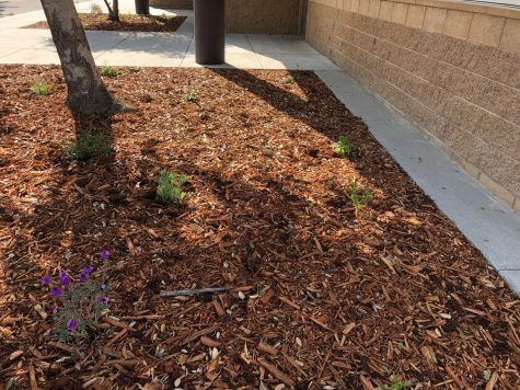 Members of the Save the Bees Club plant drought-resistant plants in early March to continue the club's project.