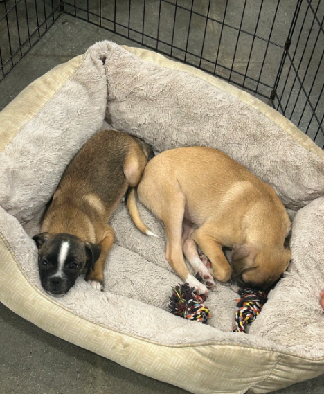 Two puppies at the Life and Pet Rescue adoption day at PetSmart